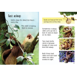 Sloths Usborne Beginners by Usborne 2
