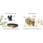 Touch and Explore Animals at Night by Chronicle Books 2