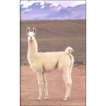 I Can Read Level 1 Ranger Rick I Wish I Was a Llama by Harper Collins 3
