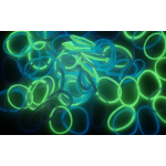 Rainbow Loom Bands Jelly Opaque Fireflies Glow Mix by Choons Design 3