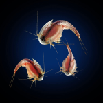 Triops Kit by Toyops 1