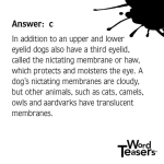 WordTeasers: About Dogs - Image 4
