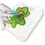 Dissect It Synthetic Frog Lab Kit - Image 3