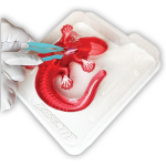Dissect It Synthetic Salamander Lab Kit - Image 3