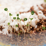 Plant & Grow Woodland Forest - Image 7
