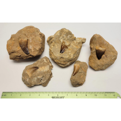 Single Mososaurus Tooth Fossil in Matrix-by-Pikes Peak