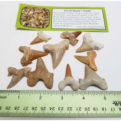 Single Shark Tooth-by-Pikes Peak