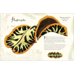 The Wonders of Nature (DK Children's Anthologies) - Image 8
