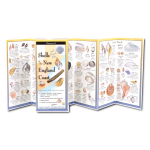 Shells and Beach Life of the New England Coast Folding Guide - Image 2
