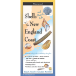 Shells and Beach Life of the New England Coast Folding Guide-by-Earth Sky + Water