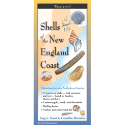 Shells and Beach Life of the New England Coast Folding Guide-by-Earth Sky + Water