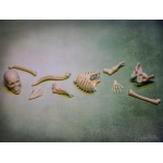 Itty Bitty Bones - Image 2