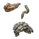 COPROLITE (Fossilized Poop) - Image 2