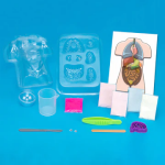 Gross Anatomy: Make-Your-Own Squishy Human Body - Image 4