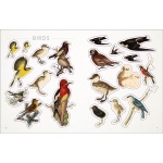 Birds & Butterflies Sticker Anthology-by-DK Publishing