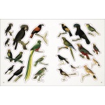 The Bees, Birds & Butterflies Sticker Anthology - Image 5