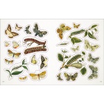 The Bees, Birds & Butterflies Sticker Anthology - Image 8