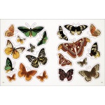 The Bees, Birds & Butterflies Sticker Anthology - Image 9