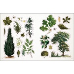 The Botanist's Sticker Anthology - Image 5