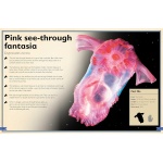 The Magnificent Book of Creatures of the Abyss - Image 3