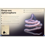 The Magnificent Book of Creatures of the Abyss - Image 6