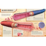 The Ultimate Human Body Encyclopedia - Image 7