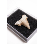 Otodus Tooth Fossil - Image 2