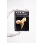 Otodus Tooth Fossil-by-Stemcell Science