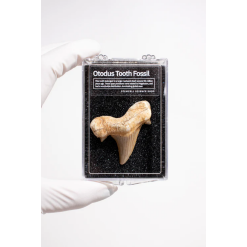 Otodus Tooth Fossil-by-Stemcell Science
