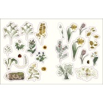 Fairies and Fungi Sticker Anthology-by-Dorling Kindersley