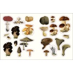 The Forests, Fairies and Fungi Sticker Anthology - Image 4