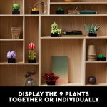 Icons Succulents - Image 3