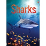 Sharks (Usborne Beginners)-by-Usborne