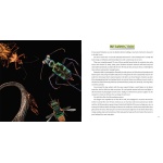 Strange Nature: The Insect Portraits of Levon Biss - Image 8
