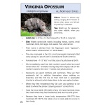 Wildlife Out Your Window - Image 3