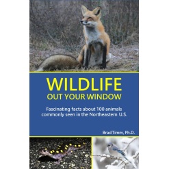 Wildlife Out Your Window-by-Northeast Wildlife Team