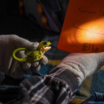 Green Lizard  Carabiner Flashlight - Image 5
