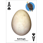 Bird Eggs Playing Cards - Image 2