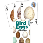 Bird Eggs Playing Cards-by-Adventure Keen