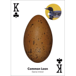 Bird Eggs Playing Cards - Image 3