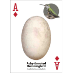 Bird Eggs Playing Cards - Image 4