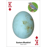 Bird Eggs Playing Cards - Image 5