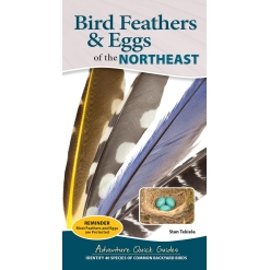 Bird Feathers & Eggs of the Northeast: Identify 40 Species of Common Backyard Birds-by-Adventure Keen