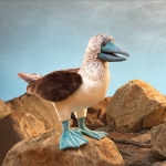 Blue-Footed Booby Puppet - Image 4
