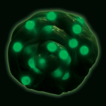 Crazy Aaron's Thinking Putty Pea Pod Mega Tin - Image 3
