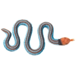 San Francisco Garter Snake - Image 2
