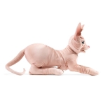 Sphynx Cat Puppet - Image 2
