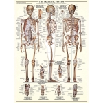 Skeletal System 1000pc Puzzle - Image 2