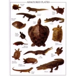 Ultimate Sticker Book: Reptile - Image 3