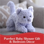 Bootsie English Blue Kitten - Image 7